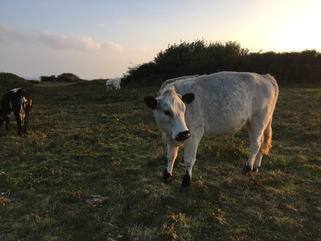 england 2016 - paper trail diary